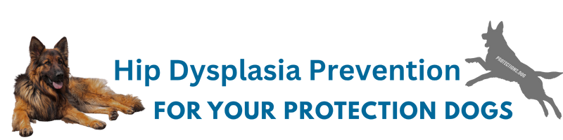 Hip Dysplasia Prevention For Your Protection Dog