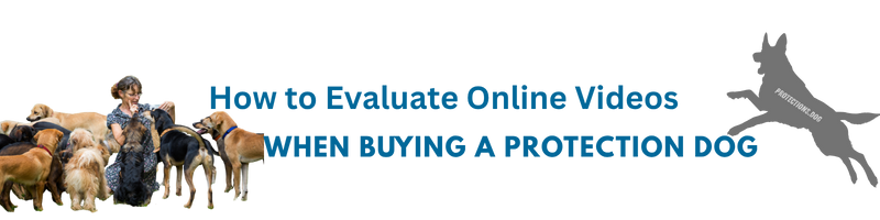How to Evaluate Online Videos When Buying a Protection Dog
