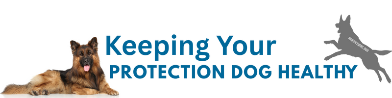 Keeping Your Protection Dog Healthy