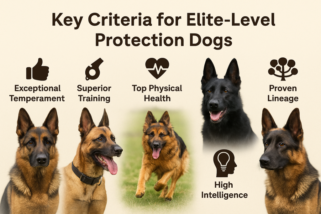 Key Criteria for Elite-Level Protection Dogs