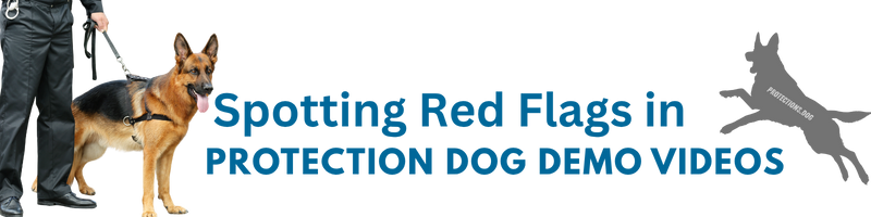 Spotting Red Flags in Protection Dog Demo Videos