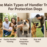The Main Types of Handler Training For Protection Dog