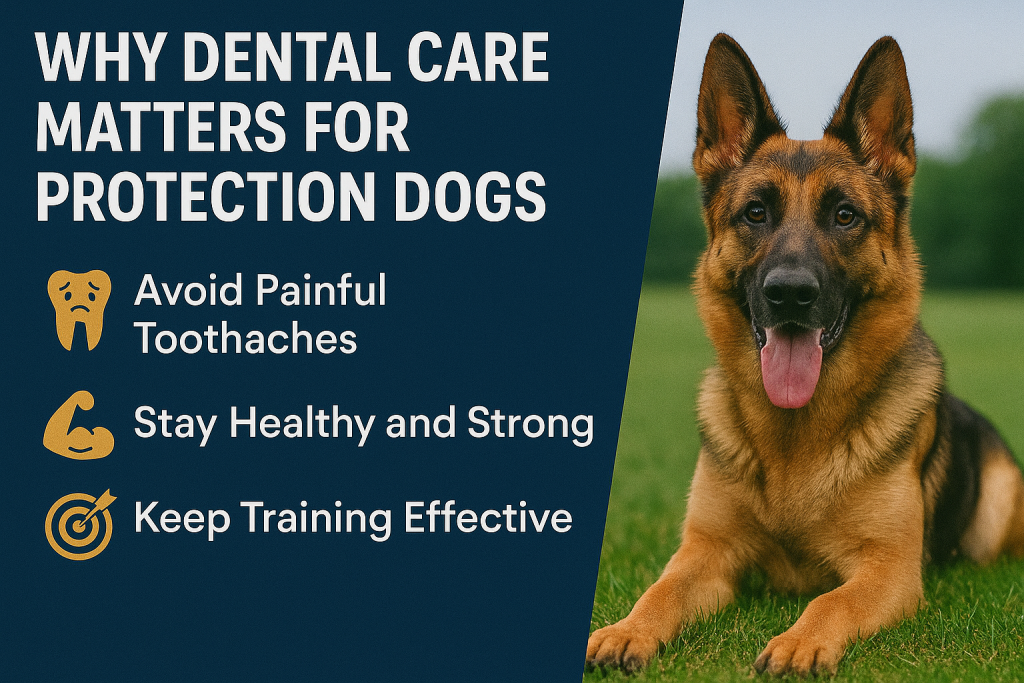 Why Dental Care Matters for Protection Dogs