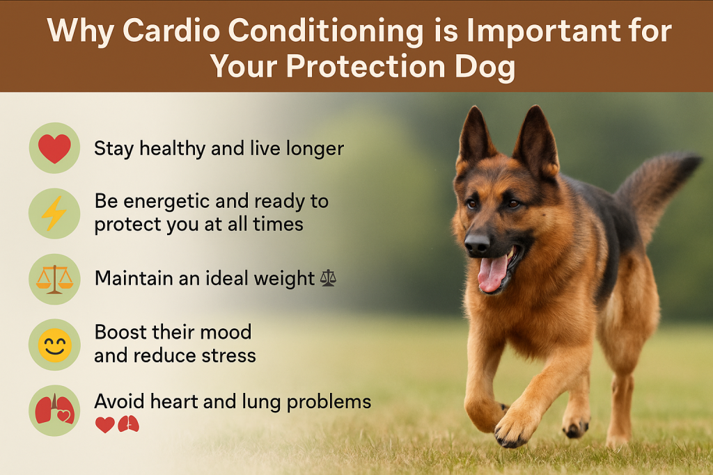 Why is Cardio Conditioning Important for Your Protection Dog