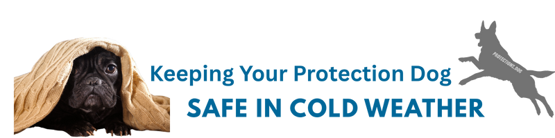 keeping Your Protection Dog Safe in Cold Weather