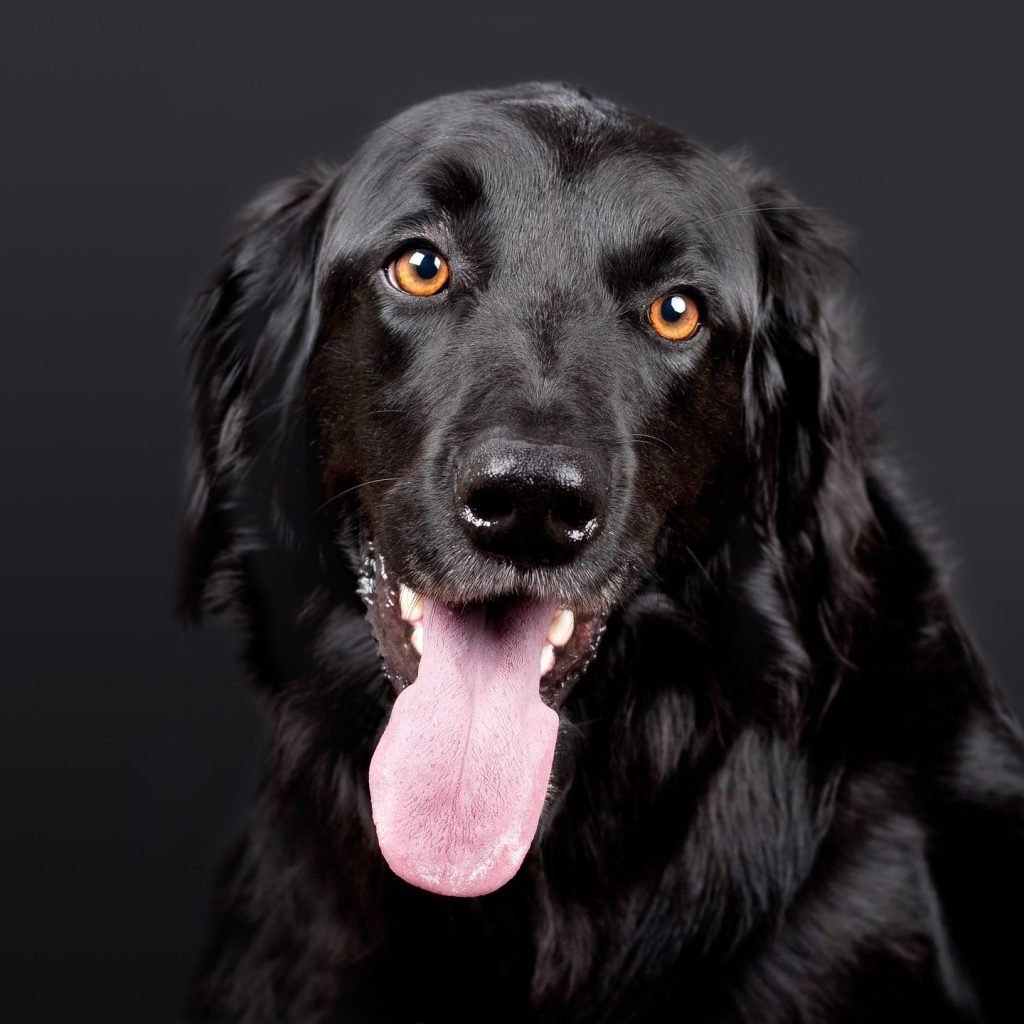 healthy protection dog