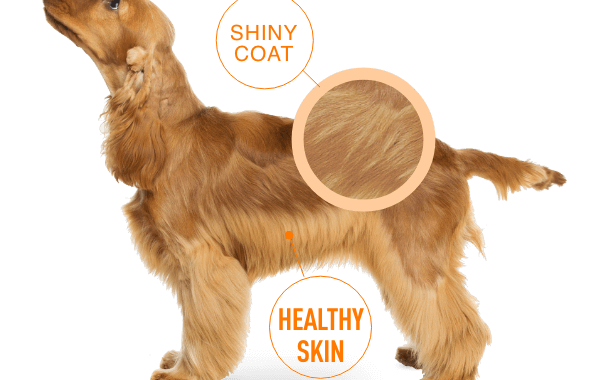 Protection Dog Coat and Skin Health