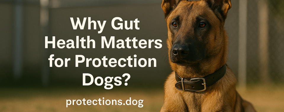 Why Gut Health Matters for Protection Dogs